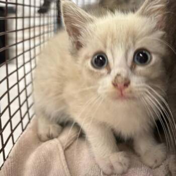 Leanna -  Siamese Cat for Adoption in Des Moines, Iowa - Leanna | PetCurious