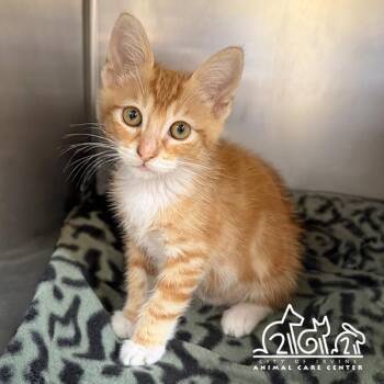 RON -  Domestic Short Hair Cat for Adoption in Irvine, California - RON | PetCurious