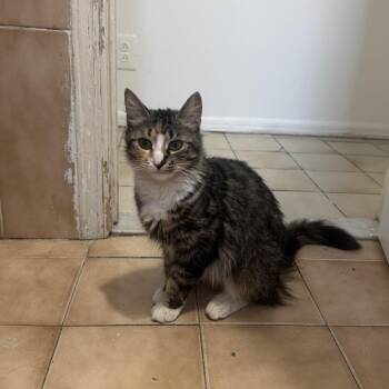 Domestic Short Hair Cats Available for Adoption - Blake 2 | PetCurious