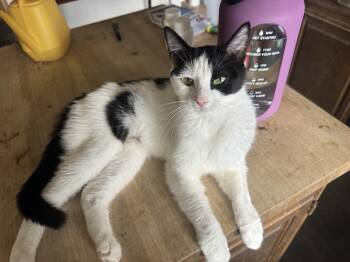 Oreo - Tiny, Affectionate, Attention Seeking Shadow Cat -  Domestic Short Hair Cat for Adoption in Pendleton, Oregon - Oreo - Tiny, Affectionate, Attention Seeking Shadow Cat | PetCurious