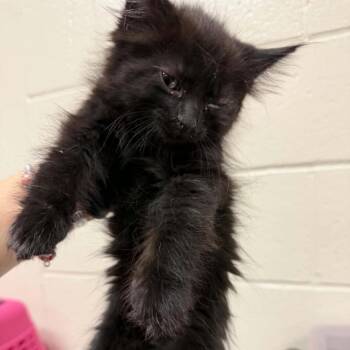 Ricotta -  Domestic Medium Hair Cat for Adoption in Reno, Nevada - Ricotta | PetCurious