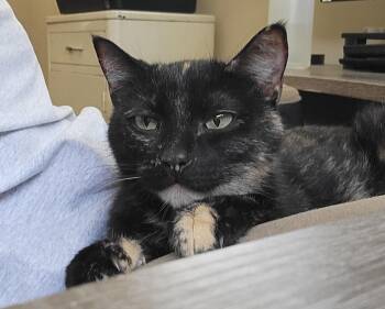 Rescue Domestic Short Hair Cats for Adoption in Albany, Wisconsin - Lila | PetCurious