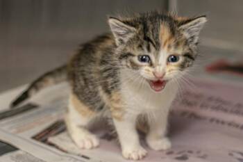 SMORES -  Domestic Short Hair Cat for Adoption in Charlotte, North Carolina - SMORES | PetCurious