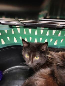 Domestic Short Hair Cats Available for Adoption - Silky (620) | PetCurious