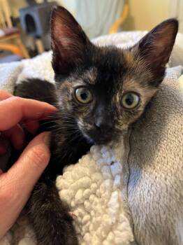 Unicorn Sparkles -  Domestic Short Hair Cat for Adoption in Arthur, Ontario - Unicorn Sparkles | PetCurious