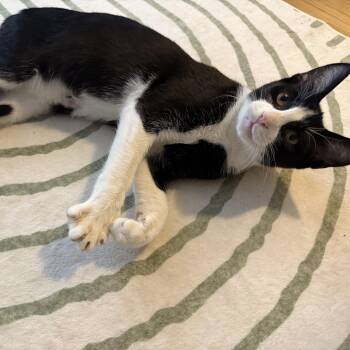 Mishti -  American Shorthair Cat for Adoption - Mishti | PetCurious