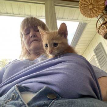 Suki -  Domestic Short Hair Cat for Adoption in Seven Valleys, Pennsylvania - Suki | PetCurious