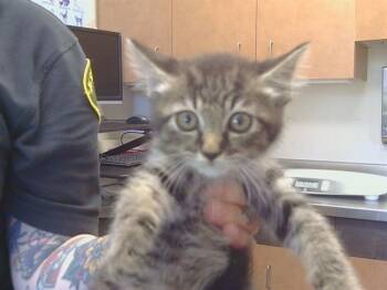 POCAHONTAS -  Domestic Short Hair Cat for Adoption in Sacramento, California - POCAHONTAS | PetCurious
