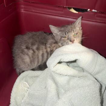 Pawdemort -  Domestic Short Hair Cat for Adoption in Charlottesville, Virginia - Pawdemort | PetCurious
