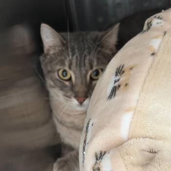 Archie "Boris" -  Domestic Short Hair Cat for Adoption in Denver, Colorado - Archie "Boris" | PetCurious