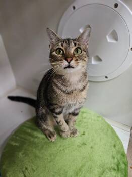 Clementine -  Domestic Short Hair Cat for Adoption in Corpus Christi, Texas - Clementine | PetCurious