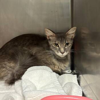 Beatrice -  Domestic Medium Hair Cat for Adoption in Nashville, Tennessee - Beatrice | PetCurious