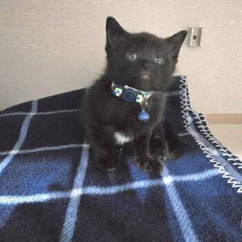 Star Spangled Banner -  Domestic Short Hair Cat for Adoption in Fairmont, West Virginia - Star Spangled Banner | PetCurious