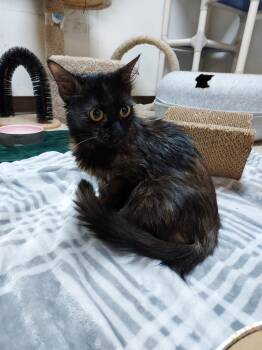 Malificent -  Domestic Short Hair Cat for Adoption in Hendersonville, Tennessee - Malificent | PetCurious