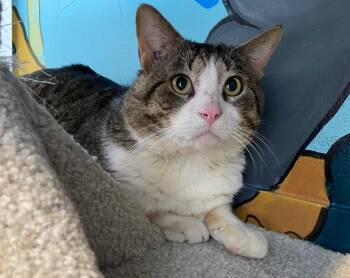 Domestic Short Hair Cats Available for Adoption - Big Ballz | PetCurious