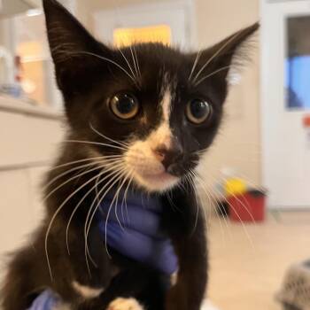 Triumph -  Domestic Short Hair Cat for Adoption in Kanab, Utah - Triumph | PetCurious