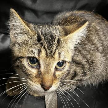 72417 -  Domestic Short Hair Cat for Adoption in Harrisonburg, Virginia - 72417 | PetCurious