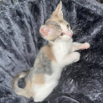 Rescue Domestic Short Hair Cats for Adoption in San Antonio, Texas - Noctis | PetCurious