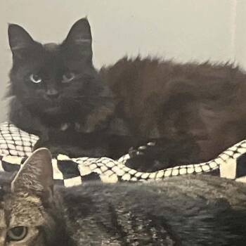 Mister -  Domestic Medium Hair Cat for Adoption in Greensboro, North Carolina - Mister | PetCurious