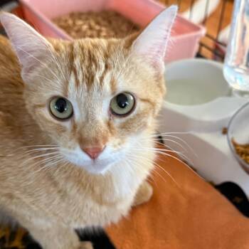Alice -  Domestic Short Hair Cat for Adoption in Yucaipa, California - Alice | PetCurious