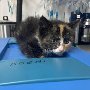 Cola -  Domestic Medium Hair Cat Available for Adoption in Lenoir City, Tennessee - Cola | PetCurious