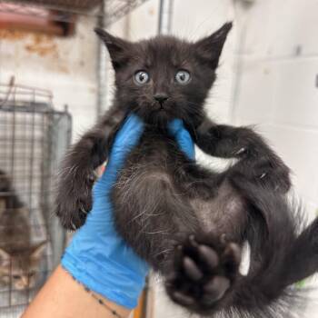 Domestic Short Hair Cats Available for Adoption in Edinburg, Texas - May | PetCurious