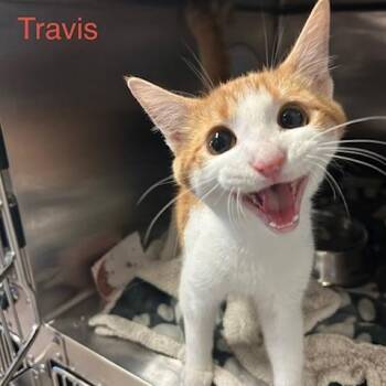 Travis -  Domestic Short Hair Cat for Adoption in Knoxville, Tennessee - Travis | PetCurious