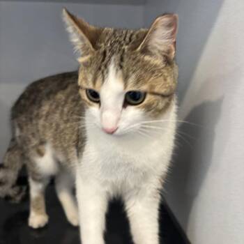 Zuzu -  Domestic Short Hair Cat for Adoption in Louisville, Kentucky - Zuzu | PetCurious
