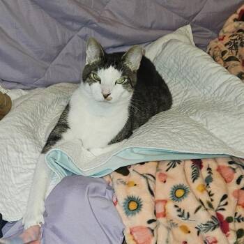Tiger Boy -  Domestic Short Hair Cat for Adoption in Boston, Massachusetts - Tiger Boy | PetCurious