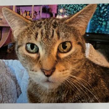 Rescue Domestic Short Hair Cats for Adoption in Kansas City, Missouri - Celeste | PetCurious