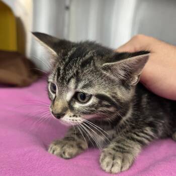 Domestic Short Hair Cats Available for Adoption in Manhattan, Kansas - Epp | PetCurious
