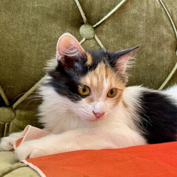 Rescue Domestic Medium Hair Cats for Adoption in Merrifield, Virginia - Clarissa Kuwait | PetCurious