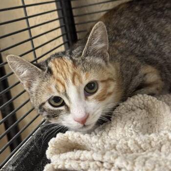 Baby -  Calico Cat for Adoption in Winchendon, Massachusetts - Baby | PetCurious