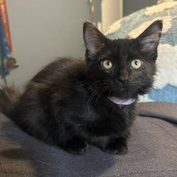 Marnie 0426 DW -  Domestic Medium Hair Cat for Adoption - Marnie 0426 DW | PetCurious