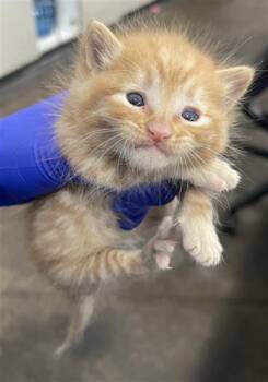 Domestic Short Hair Cats Available for Adoption - POTATO | PetCurious