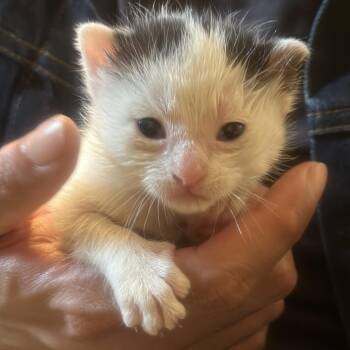 Domestic Short Hair Cats Available for Adoption in New York, New York - Mash | PetCurious
