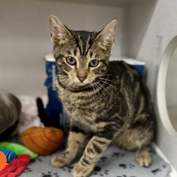 Stewie -  Domestic Short Hair Cat for Adoption in Atlanta, Georgia - Stewie | PetCurious