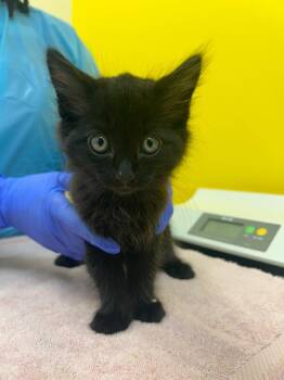 Merlin -  Domestic Short Hair Cat for Adoption in Raleigh, North Carolina - Merlin | PetCurious