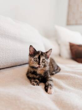 Honey -  Domestic Short Hair Cat for Adoption in Columbia, Maryland - Honey | PetCurious