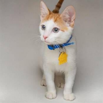 FINN -  Domestic Short Hair Cat for Adoption in St. Louis, Missouri - FINN | PetCurious
