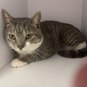 Domestic Short Hair Cats Available for Adoption in Buffalo, New York - Figaro | PetCurious