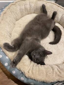 Ducky -  Domestic Short Hair Cat for Adoption in Battle Ground, Washington - Ducky | PetCurious