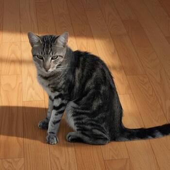 Max -  Domestic Short Hair Cat for Adoption in Villa Park, California - Max | PetCurious