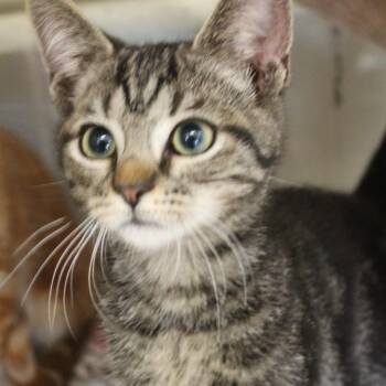 Draco -  Domestic Short Hair Cat for Adoption in Gloucester, Virginia - Draco | PetCurious