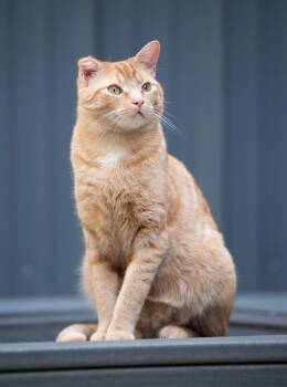 Domestic Short Hair Cats Available for Adoption in New York, New York - SONNET | PetCurious