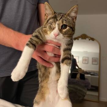 Levi -  Domestic Short Hair Cat for Adoption in Morristown, New Jersey - Levi | PetCurious