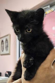 Jiji -  Domestic Short Hair Cat for Adoption in Fall River, Massachusetts - Jiji | PetCurious