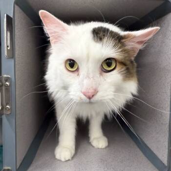 Rescue Domestic Medium Hair Cats for Adoption in Evansville, Indiana - Meno | PetCurious