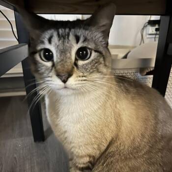 Siamese and Tabby Cats Available for Adoption in Memphis, Tennessee - Lily | PetCurious