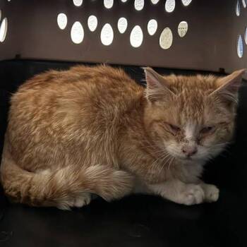 Dumpling -  Domestic Short Hair Cat for Adoption in Grantsville, Utah - Dumpling | PetCurious